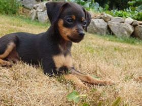 Abgabebereit Prager Rattler