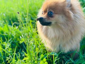 Pomerian/Spitz Rüde 18 Monate