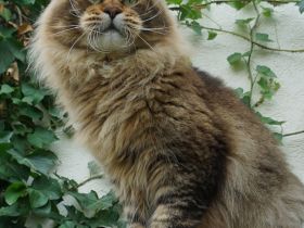 Freundlicher Maine- Coon- Kater sucht neuen Wirkungskreis