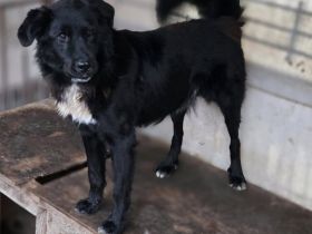 Stiller Wächter Arnie