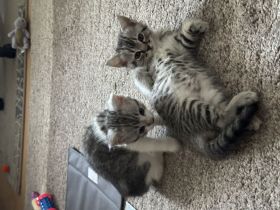 Zwei verspielte Katzenbabys, weiblich, abzugeben – geboren am 23.04.2025