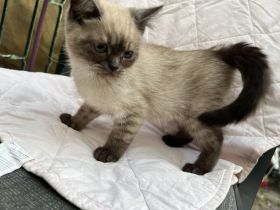 verschmuste BKH kitten suchen Zuhause