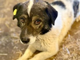 Mikruli, klein, freundlich, ruhig.....möchte nach Deutschland reisen