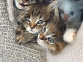 Maine Coon Perser mit Nase mix 💙💜 Babies Kitten