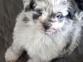 Pomer Poo ( Pudel × Pomeranian )