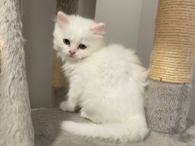 Britisch Kurzhaar Kitten verspielt & verschmust