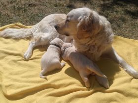 Golden Retriever Welpen Abgabe Ende Juli Anfang August 2 rüden