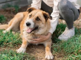 Treue Seele sucht Geborgenheit - Edda wartet auf ihr Zuhause