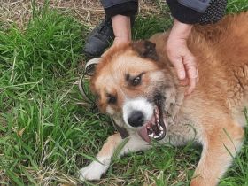 Treue Seele sucht Geborgenheit - Edda wartet auf ihr Zuhause