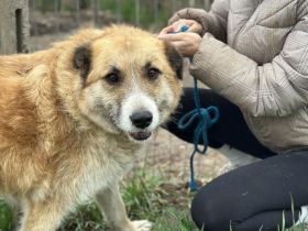Treue Seele sucht Geborgenheit - Edda wartet auf ihr Zuhause
