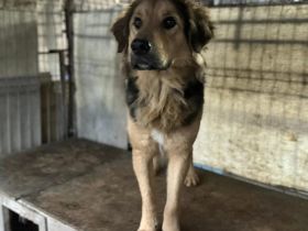 Falco: starker Charakter und sensibles Herz