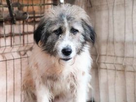 Geduldiges Zuhause für den ängstlichen Vito