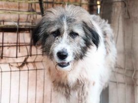 Geduldiges Zuhause für den ängstlichen Vito