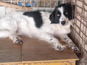 Neuanfang für verängstigte Pünktchen