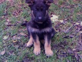 Knuffige kinderliebe Schäferhundwelpen, DDR-Linie, gerader Rücken