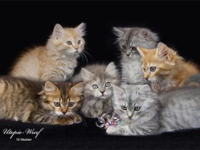 Wurfankündigung Deutsch Langhaarkätzchen