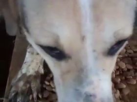 Ludwig sucht eine Menschen