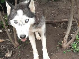 Luna – Eine wunderschöne Seele sucht ihr Für-immer-Zuhause.