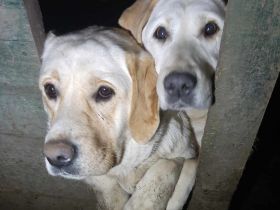 Malka – eine liebevolle Hundemama sucht ihr Für-immer-Zuhause!