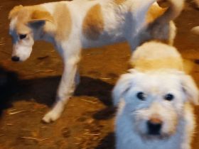 Mando – ein Kämpfer mit Herz aus Gold