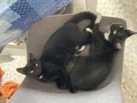 Zwei weibliche Kitten gemeinsam abzugeben