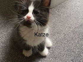 Norwegische Waldkatze