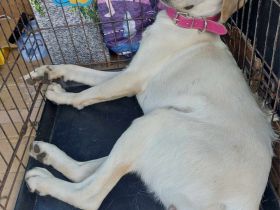 Manita – Ein liebevolles Zuhause für ein besonderes Hundemädchen gesucht!