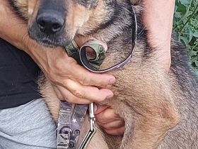 Marta – ein liebes Herz auf der Suche nach ihrem Menschen.