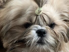 Shih Tzu Welpen, FCI
