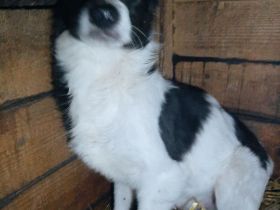 Zuhause gesucht für Milan und Monty – zwei Notfälle mit großem Herz