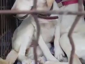 Milly – Ein liebevolles Zuhause für ein besonderes Hundemädchen gesucht!