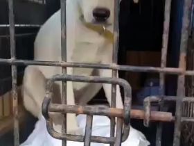 Wer sieht die schöne Monja?