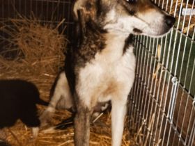 Nancy sucht ihren Herzensmenschen!