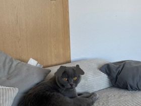 Mausi sucht zuhause für immer