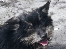 Nelly sucht ein liebevolles Zuhause