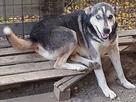 Huskymix Nelson – ein sanfter Held sucht sein Glück.