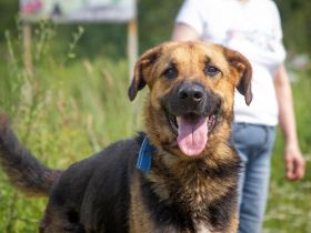 Wulfi sucht ein aktives Zuhause