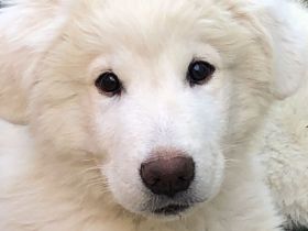 Pyrenäenberghund / Maremmano Mix