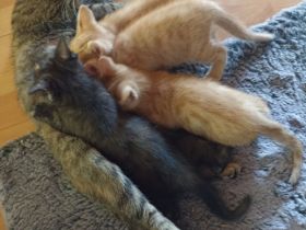 BKH Maincoon Mix kitten