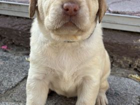 Labrador-Welpen, weiß, redfox und braun