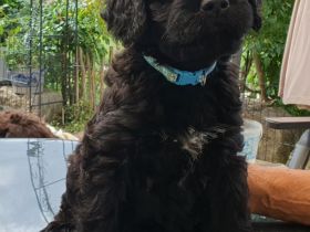 Portugiesischer Wasserhund-Welpe von der Welpenkrippe®