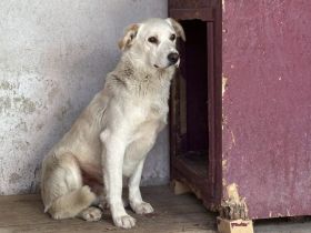Sensibler Bulli sucht liebevolles Zuhause