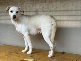 Sensibler Bulli sucht liebevolles Zuhause