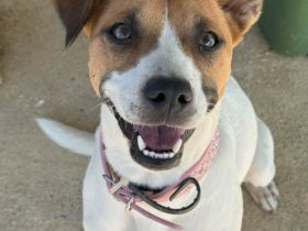 Nikita sucht eine Familie!