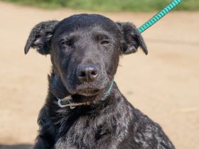 Feri, hat das Zeug für einen tollen Familienhund Tierschutz