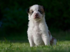 Kleine wunderschöne Mischlingswelpen