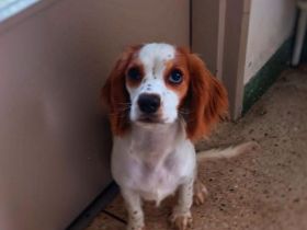 Wunderschöne Cockalier Hündin zu verkaufen
