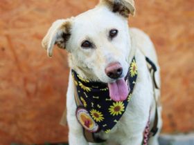 Freundliche und liebenswerte Demi sucht ihr Rudel