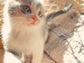 Deutsches Langhaar Kätzchen suchen ein neues Zuhause!
