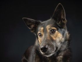 Zuhause gesucht für Lambada